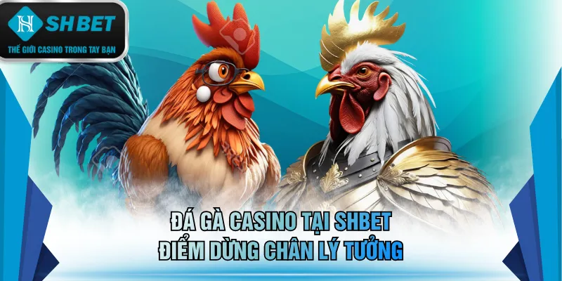 Đá gà casino tại SHBET điểm dừng chân lý tưởng